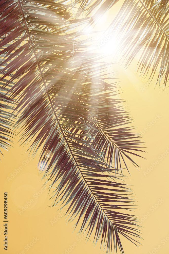 Fototapeta premium Sun rays through the palm tree leaves background. Summer sunset scenery. Holidays and summertime background.