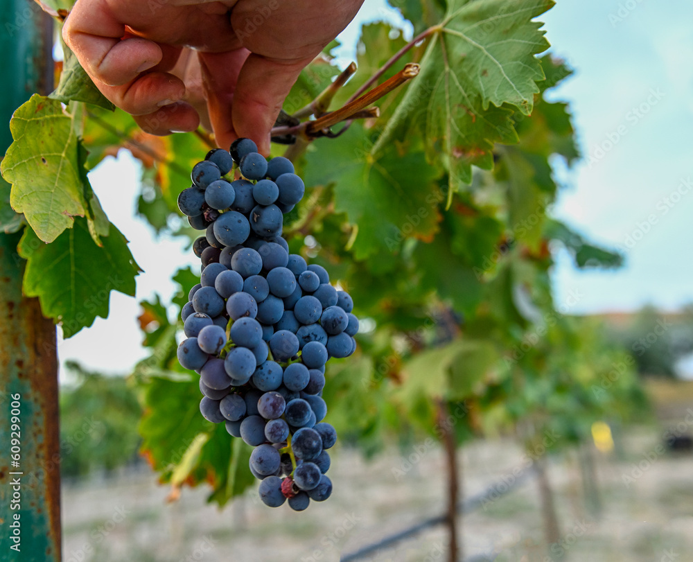 Hands of a farmer picking wine grapes during the harvest.