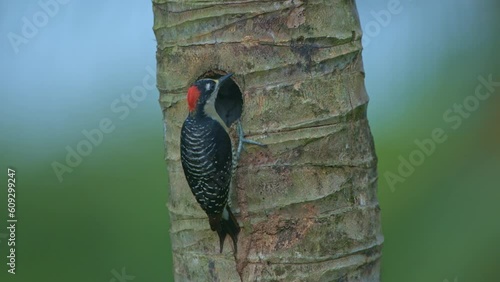 Black-cheeked Woodpecker (Melanerpes hoffmannii) in the wild, Costa Rica, Central America - stock video photo