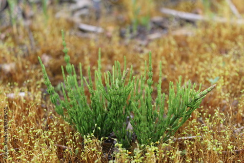 lycopodium