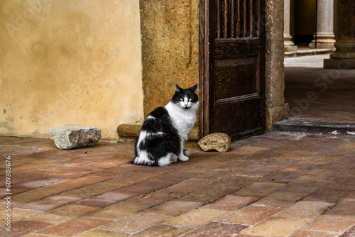 A black and white cat in the streets of Pienza in Tuscany