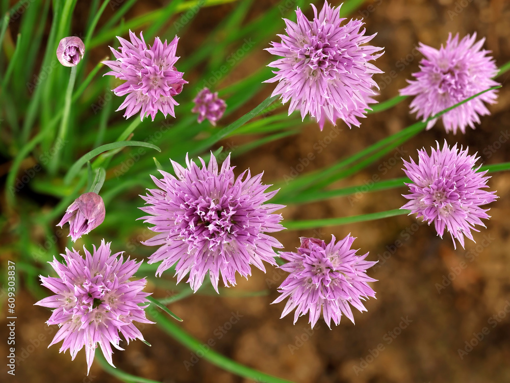 Top view of edible pink flowers of Allium schoenoprasum, flowering chives close-up Top view of edible pink flowers of Allium schoenoprasum, flowering chives close-up