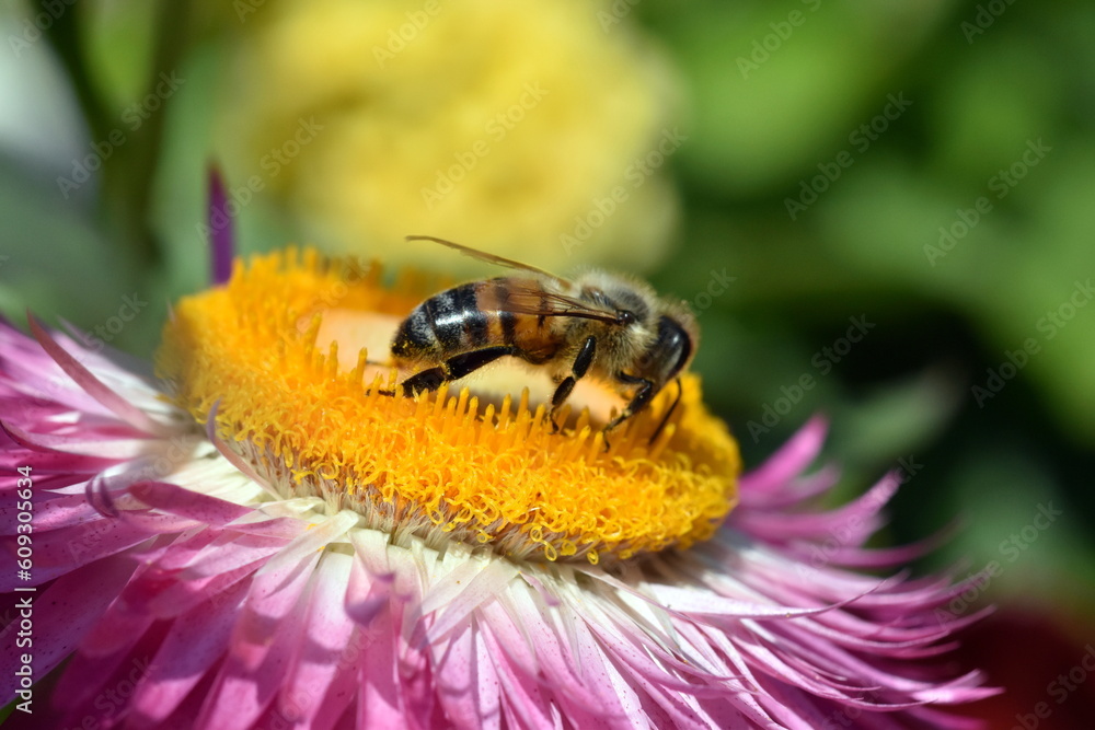 Fototapeta premium Biene auf einer Garten-Strohblume