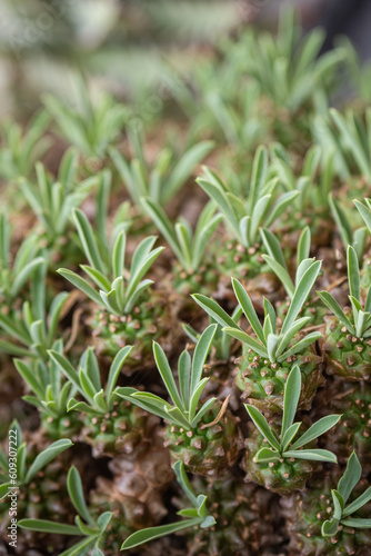 Green leaves on succulent plants.