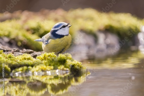 Closeup portrait of a cute blue tit. Cyanistes caeruleus. A cute titmouse drinks water from a forest well