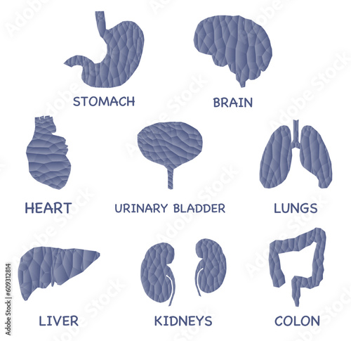 Internal organs of a person. Anatomy poster for school textbook mockup vector illustration. Gradient game.