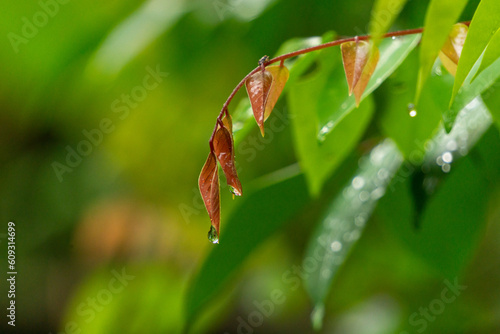 water drops on red leaves