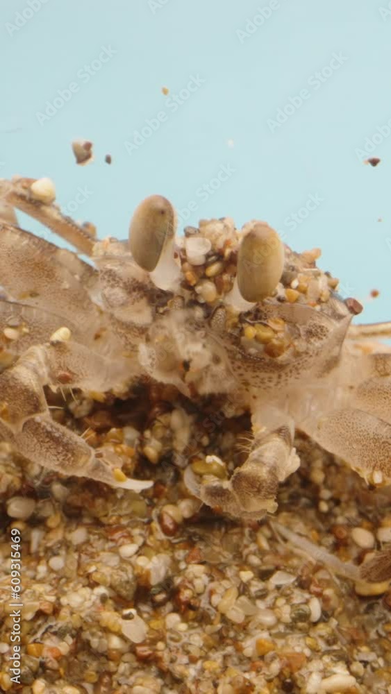 There is a lot of sand stuck on the crab, he wipes his eyes from the sand and runs away, Vertical video Social Media There is a lot of sand stuck on the crab, he wipes his eyes from the sand and runs away, Vertical video Social Media
