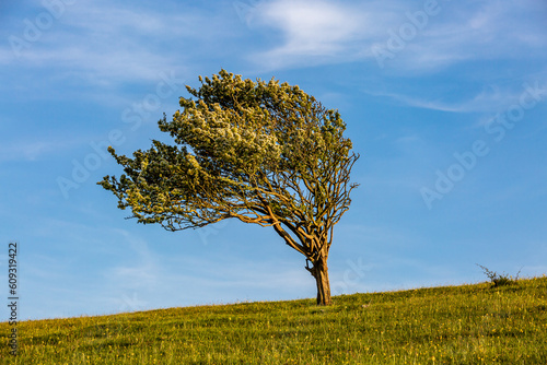 Looking up at a windswept hawthorn tree on a South Downs hillside, on a sunny late spring day