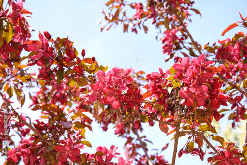 Beautiful cherry blossoms in a beautiful spring park