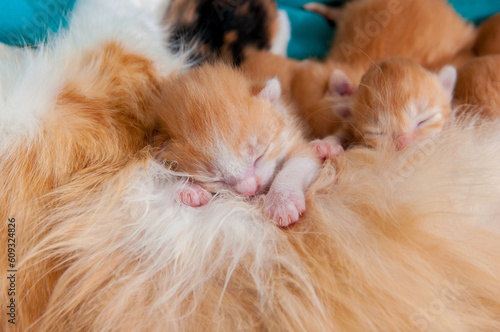 Little ginger kittens suck on the cat's mother's boobs. Beautiful cute pets. The concept of motherhood.