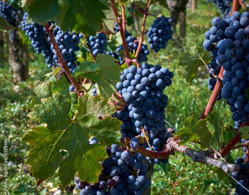 bunch of cabernet sauvignon grapes in Pauillac, Bordeaux region