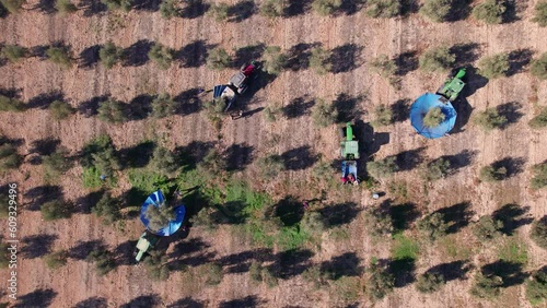 Aerial top view of a Close-up to a three tractors with umbrellas harvesting olives. Farmer harvesting olives with special machinery and tractor with umbrela. Olive oil production in Spain