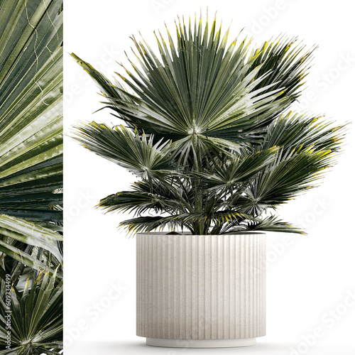  Beautiful fan palm for decoration in a flower pot  photo