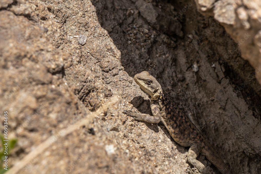 A Himalayan Agama looking for prey. A Himalayan Agama looking for prey.