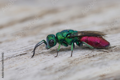 Closeup on the colorful metallic green to red Chrysula refulgens cuckoo jewel wasp sitting on wood photo