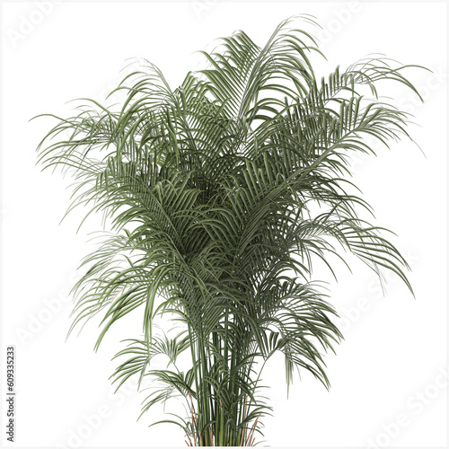  Beautiful palm tree in a flower pot for interior decor