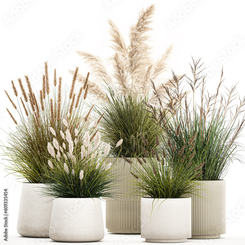 Beautiful bushes of pampas and feather grass in pots  photo