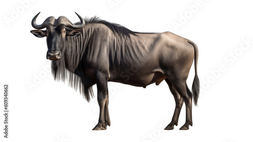 Wildebeest isolated on transparent background created with generative AI technology photo