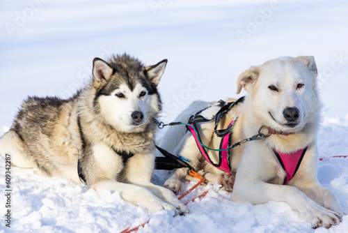 Portrait of two sled dogs in the snow in Lapland  Finland