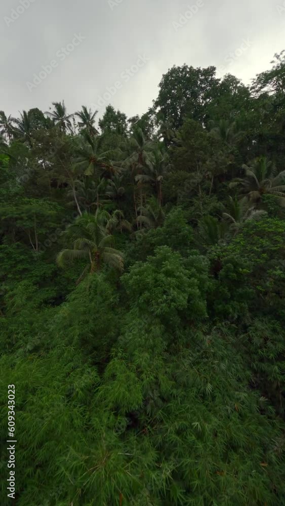 Vertical video. Aerial view natural greenery rainforest jungle palm tree exotic plant dense foliage at south. FPV sport drone shot forest trunk tropical leaves Asian flora environment cloudy sky 4k Vertical video. Aerial view natural greenery rainforest jungle palm tree exotic plant dense foliage at south. FPV sport drone shot forest trunk tropical leaves Asian flora environment cloudy sky 4k