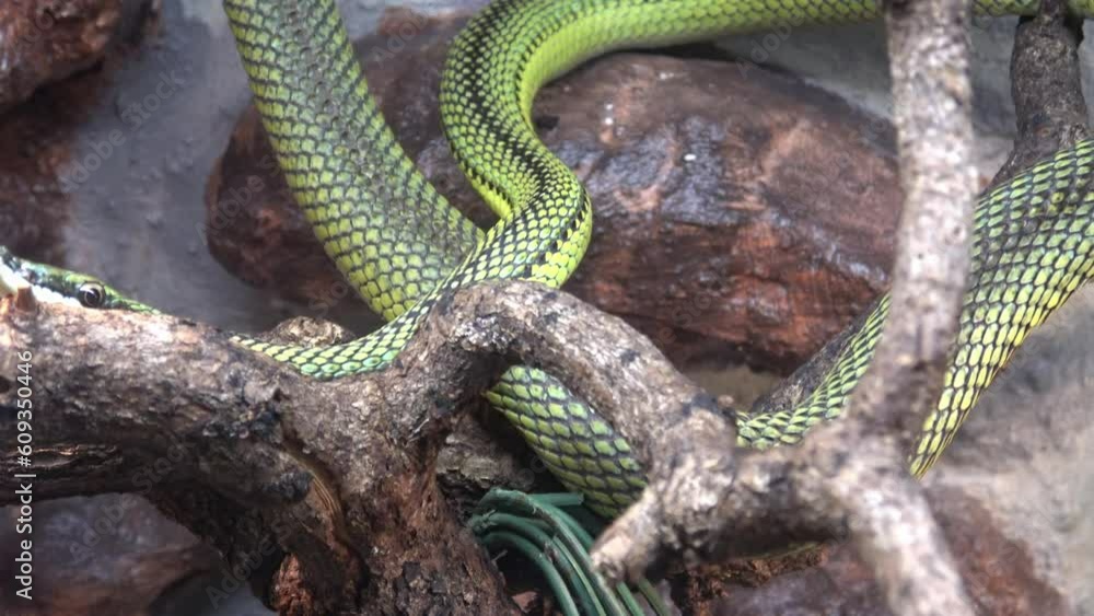 Baron's green racer Philodryas baroni tree snake Baron's green racer Philodryas baroni tree snake