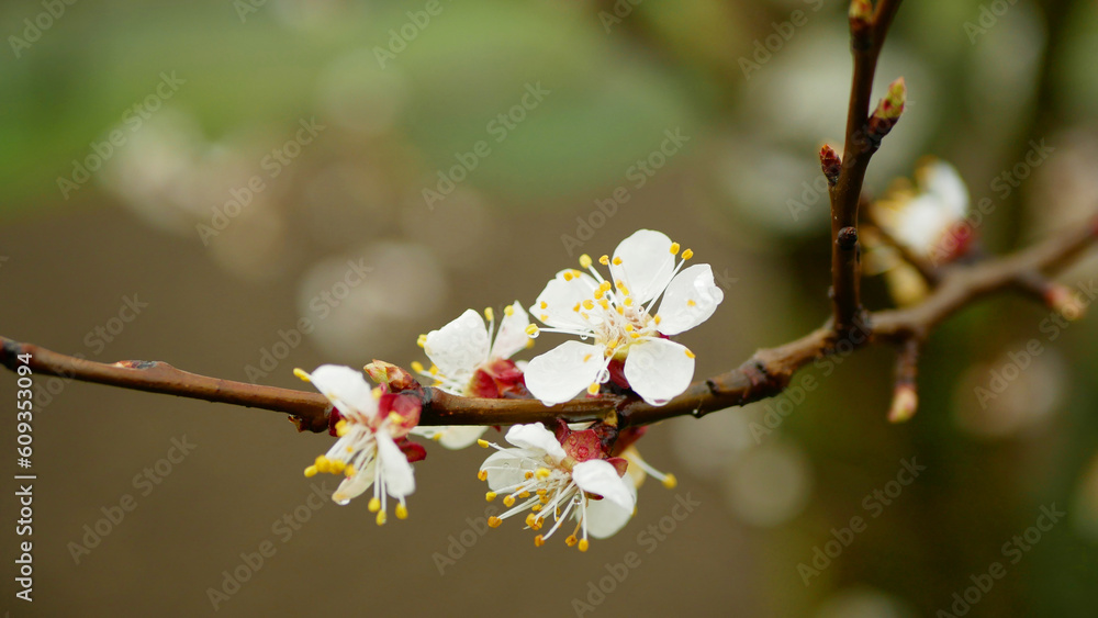 Apricot flower blossom fruit tree growing bloom bud white red branch orchards garden spring trees Prunus armeniaca leaves leaf close-up detail macro buds, blossoming farm flowering springtime Apricot flower blossom fruit tree growing bloom bud white red branch orchards garden spring trees Prunus armeniaca leaves leaf close-up detail macro buds, blossoming farm flowering springtime