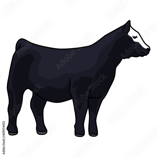 heifer cattle for meat and livestock show-1