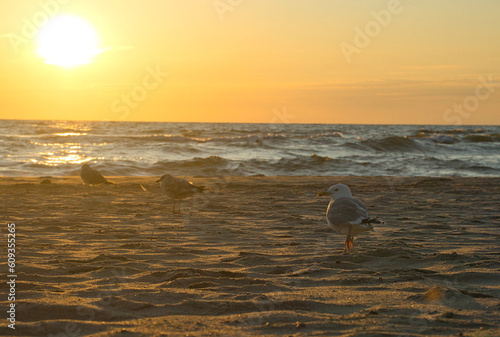 Mewa na jednej z Polskich plaż przed zachodem słońca rok 2021 miejscowość rowy photo