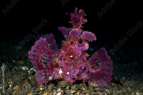 A very rare tropical fish - Paddle-Flap Scorpionfish - Rhinopias eschmeyeri. Sea life of Bali, Indonesia.
