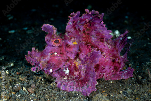 A very rare tropical fish - Paddle-Flap Scorpionfish - Rhinopias eschmeyeri. Sea life of Bali, Indonesia.