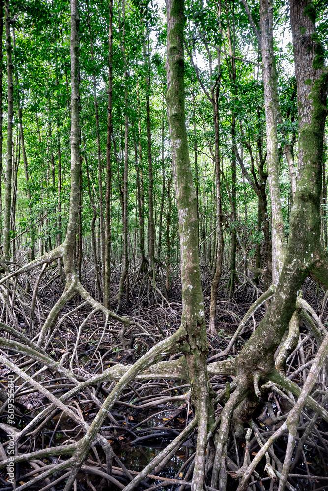 Buttress roots Mangrove plants salt-tolerant trees adapted to live in salt  water in a bay Thailand Stock Photo | Adobe Stock