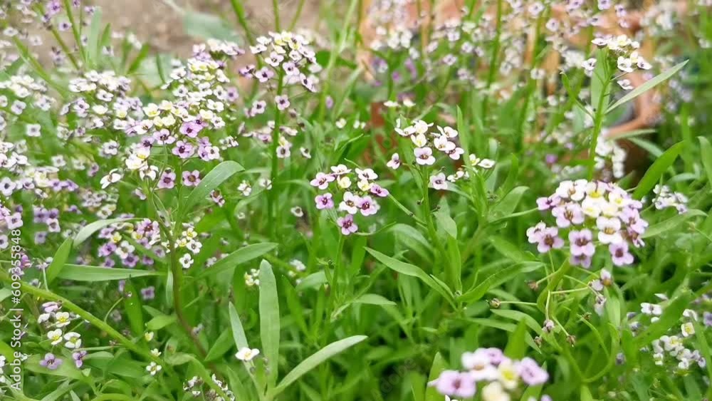 Close-up of purple and white flowers of Lobularia maritima Alyssum maritimum, sweet alyssum or sweet alison, alyssum genus Alyssum is a species of low-growing flowering plant in family Brassicaceae. Close-up of purple and white flowers of Lobularia maritima Alyssum maritimum, sweet alyssum or sweet alison, alyssum genus Alyssum is a species of low-growing flowering plant in family Brassicaceae.