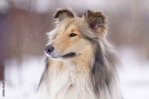 The portrait of an adorable sable and white rough Collie dog with a chain collar posing outdoors in winter © Eudyptula