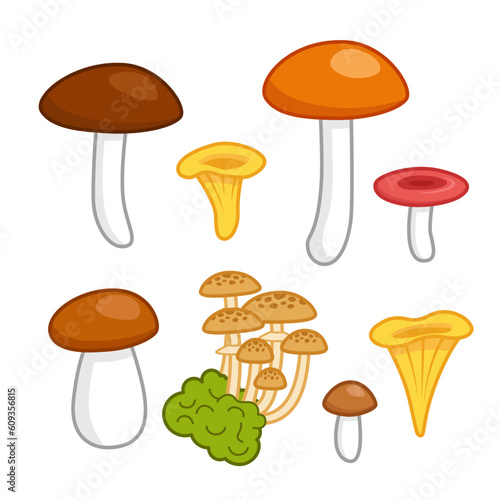 Set of tasty edible mushrooms. Boletus, russula, chantarelle, honey agaric. Cartoon, vector