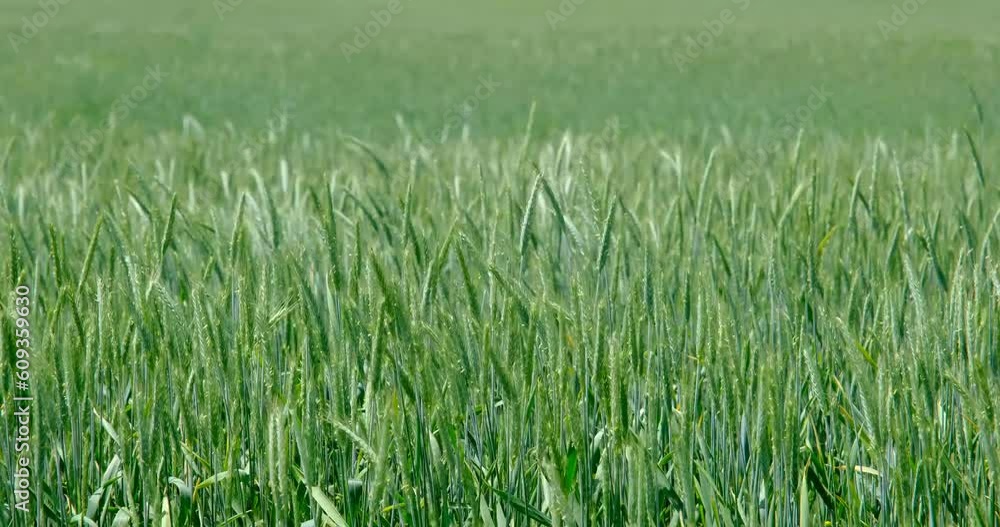 Spikes of green wheat moving in the wind