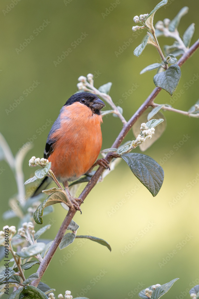 Beautiful Adult male bullfinch (Pyrrhula pyrrhula) perched in a garden shrub, Yorkshire, UK in June Beautiful Adult male bullfinch (Pyrrhula pyrrhula) perched in a garden shrub, Yorkshire, UK in June