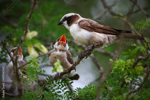 White-crowned shrike chick screaming for food from its parent while perched in a tree