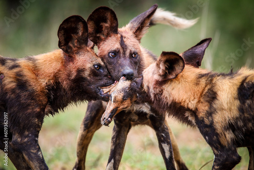 Endangered wild dogs fighting over the head of an impala they killed, Kruger Nat Fototapet