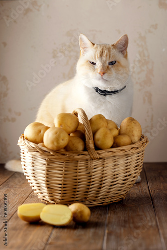 Beautiful fat cat, a wicker basket of potatoes, cut tuber on brown wooden table, beige background