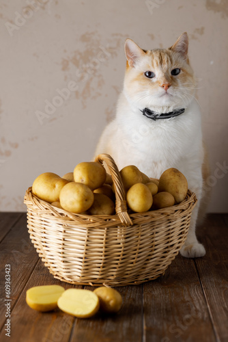 Beautiful fat white cat in collar looking at the camera. Basket of potatoes, cut tuber. wooden table