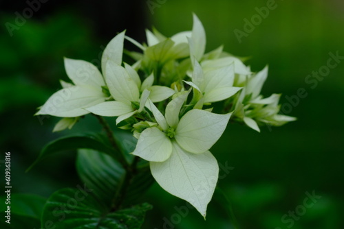 Cornus kousa is a small deciduous tree 8–12 m tall, in the flowering plant family Cornaceae. Common names include kousa, kousa dogwood, Chinese dogwood, Korean dogwood, and Japanese dogwood.  photo