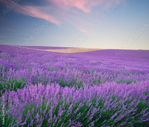 Meadow of lavender © GIS