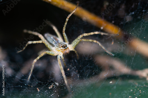 Spider with its web in tropical forest