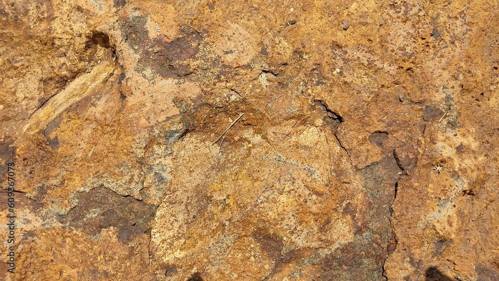 bark of a tree bark of a tree