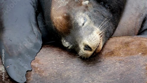 4K Video: Adorable Wild Baby Sea Lion Taking a Nap in Newport, Oregon