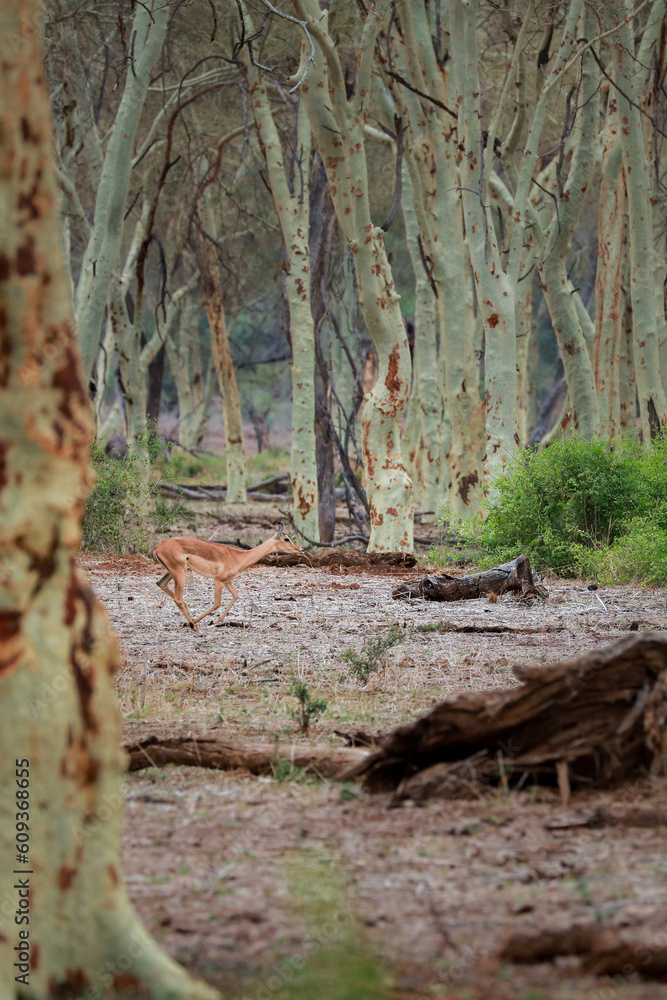 Obraz premium Impala running through clearing in a fever tree forest, Kruger National Park