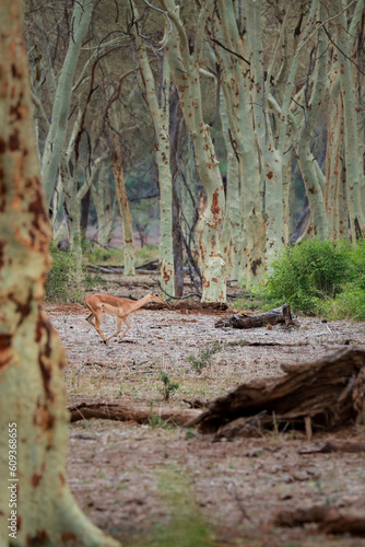 Impala running through clearing in a fever tree forest  Kruger National Park