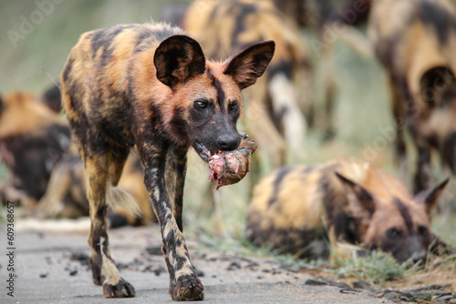 Wild dog walking away from pack with impala head