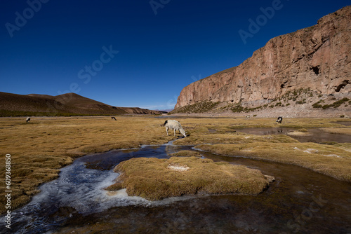 Lama al pascolo su altopiano Bolivia con ruscelli ghiacciati photo